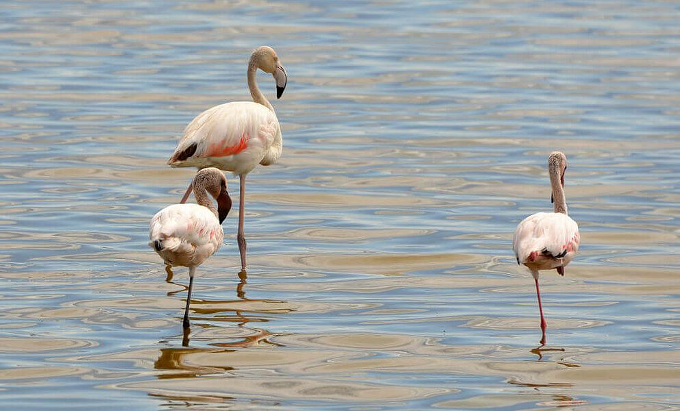 Pinke Flamingos im Manyara See im Lake Manyara National Park