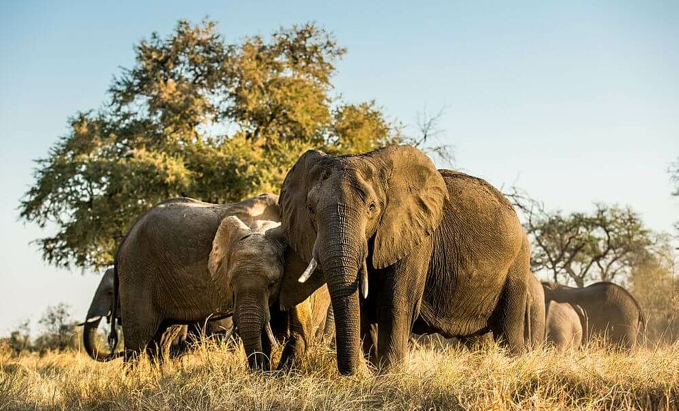 Elefanten im Okavango Delta