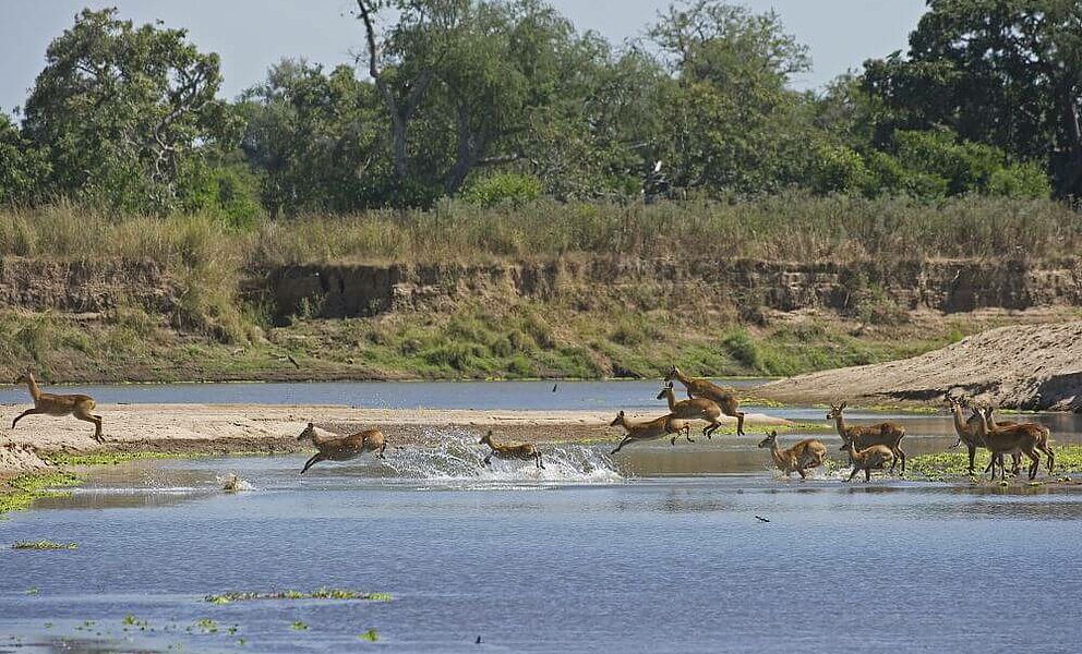 Lechwe überqueren den Boro Fluss im Okavango Delta