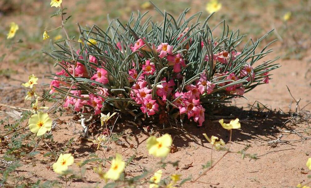Flora in der Kalahari