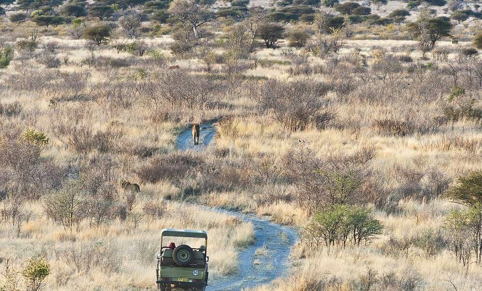 Auf Safari um einen Kalahari Löwen aufzuspüren