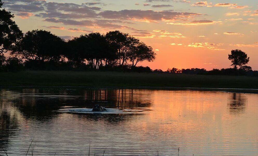 Nilpferde in den Flüssen des Okavango Deltas