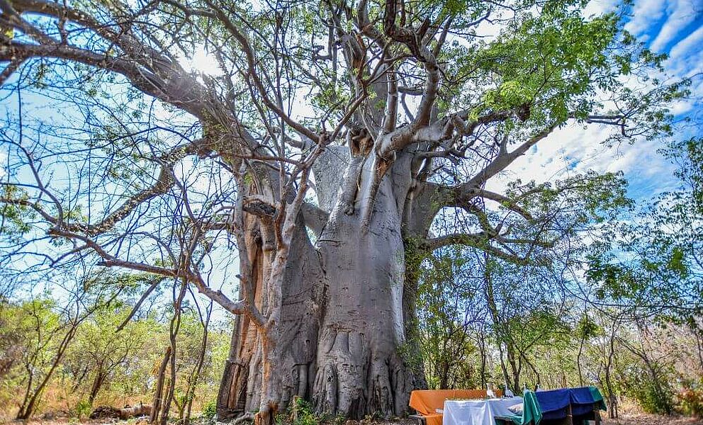 Picknick unterm Baobab Baum