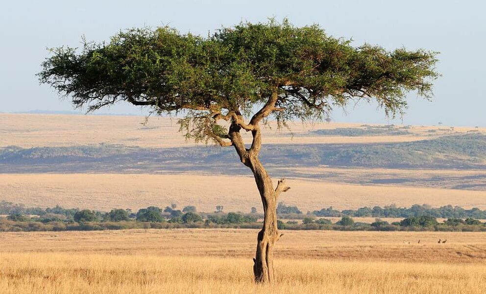 Tpyische Masai Mara Landschaft