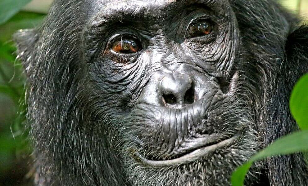 Schimpansen aufspüren im Kibale National Park