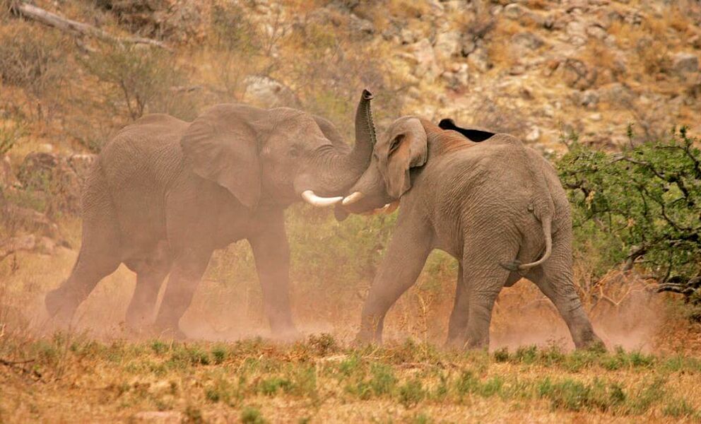 Elefanten im Mapungubwe National Park 
