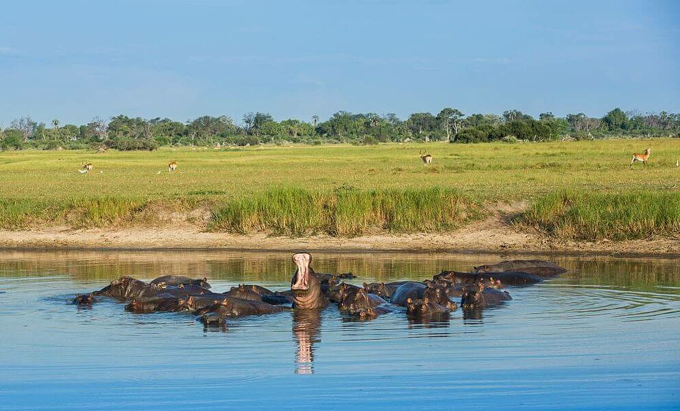 Nilpferde im Gomoti Fluss im Okavango Delta