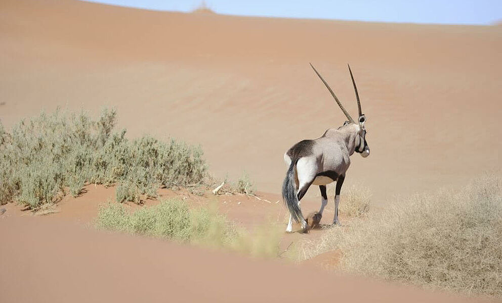 Oryxantilope in den Dünen Sossusvleis
