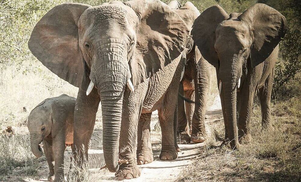 Elefantenfamilie im Busch westlich vom Kruger National Park
