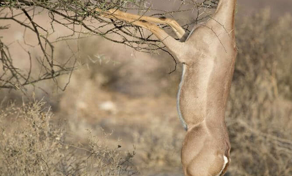 Gerenuk Antilope im Samburu Nationalpark