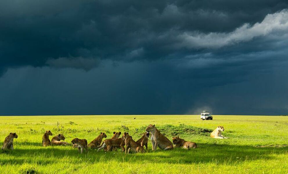 Große Löwenrudel und beeindruckende Stimmung in der Masai Mara