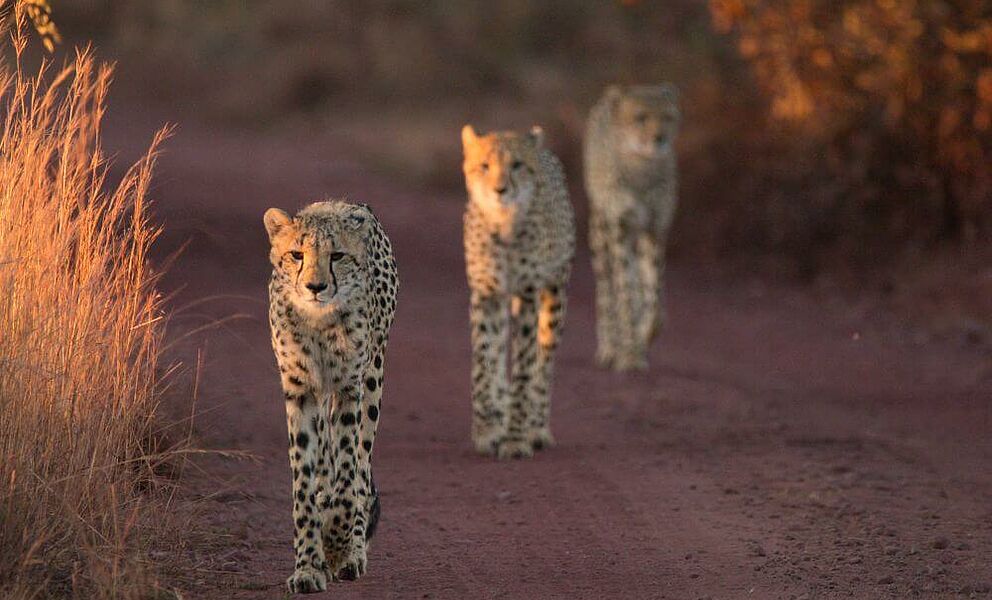 Geparden im Welgevonden Game Reserve