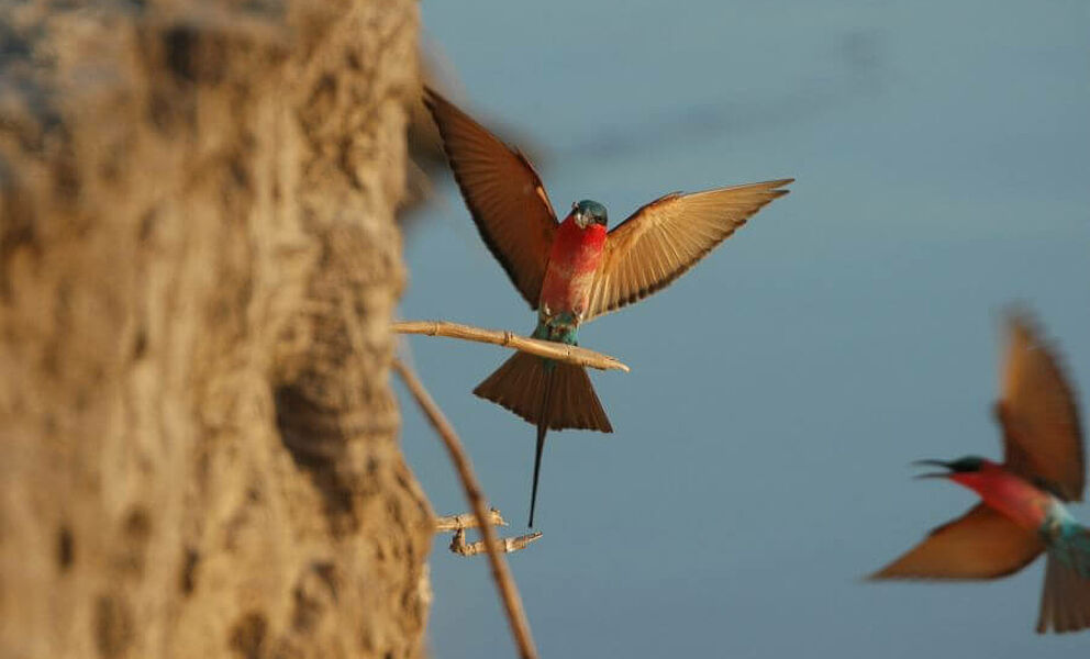 Birdlife im South Luangwa Nationalpark