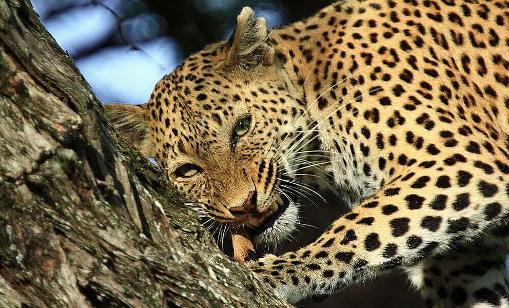 Eine Glücksache auf Safari einen Leoparden aufzuspüren