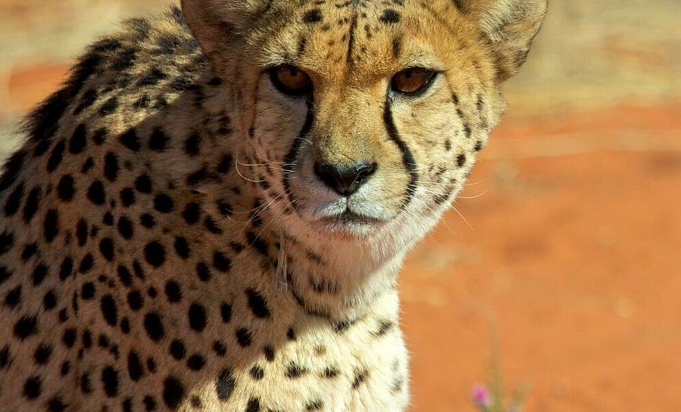 Gepard in der Kalahari Wüste