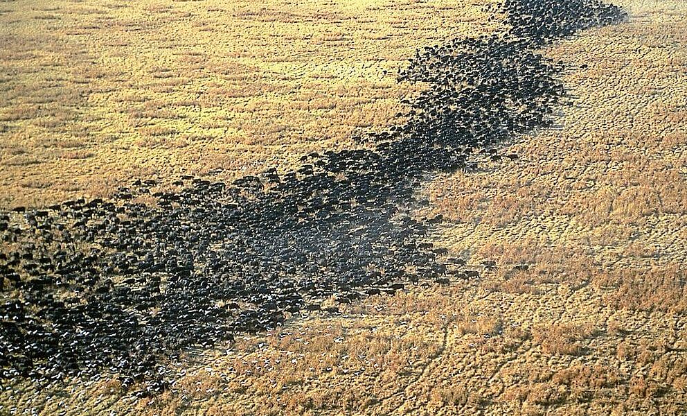 Große Herden im Katavi National Park 