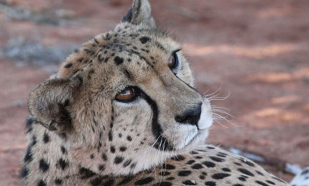 Gepard im Etosha National Park