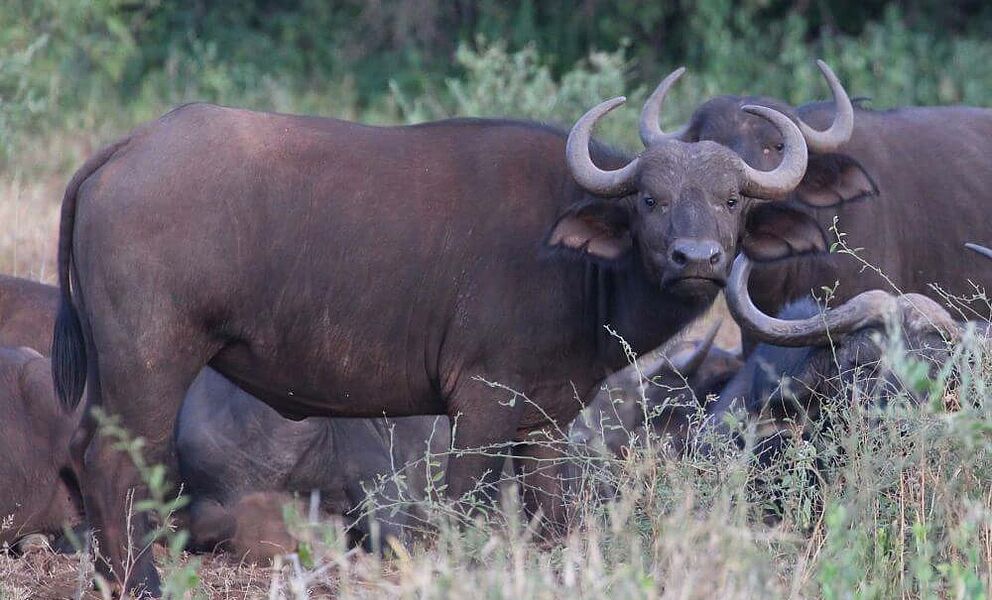 Büffelherde im Tsavos West Nationalpark