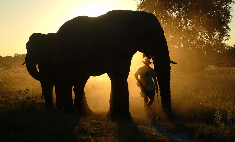 Waisenelefanten Jabu und Morula im Okavango Delta