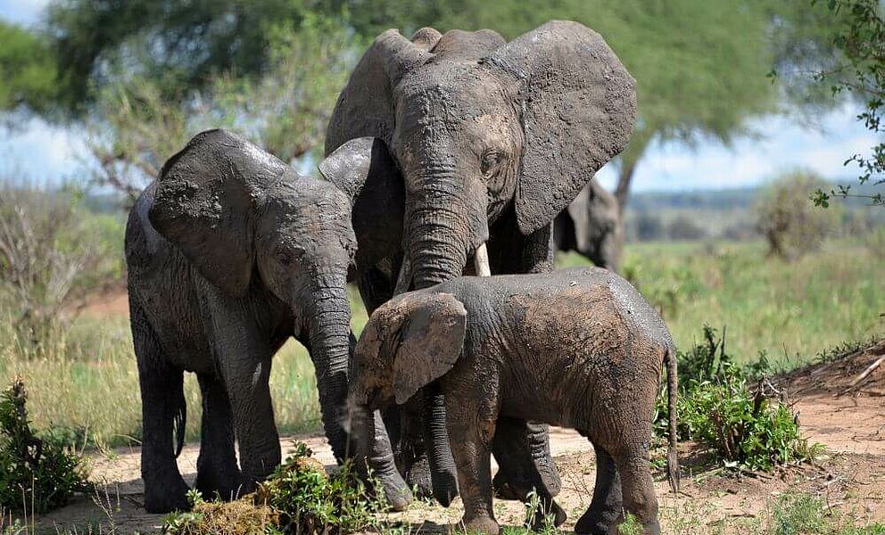 Große Elefantenherden im Tarangire National Park
