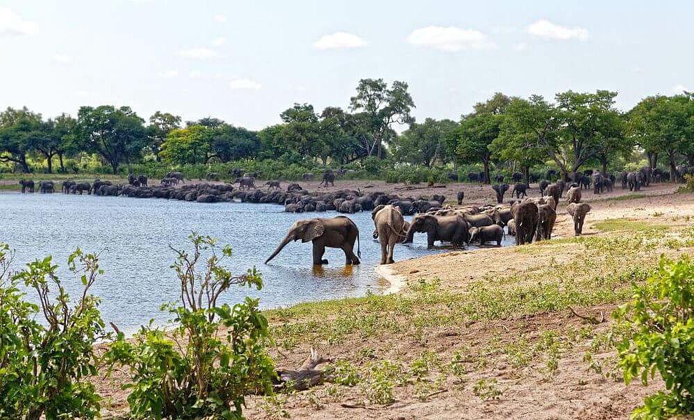 Elefanten am westlichen Ufer des Kwando Flusses in der Sambesi Region