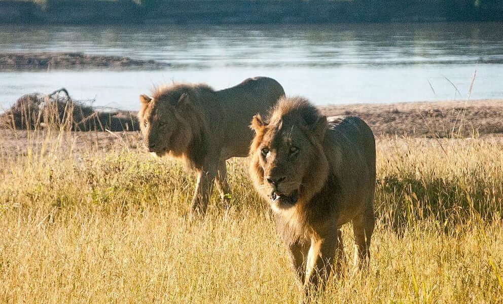 Löwen im South Luangwa National Park