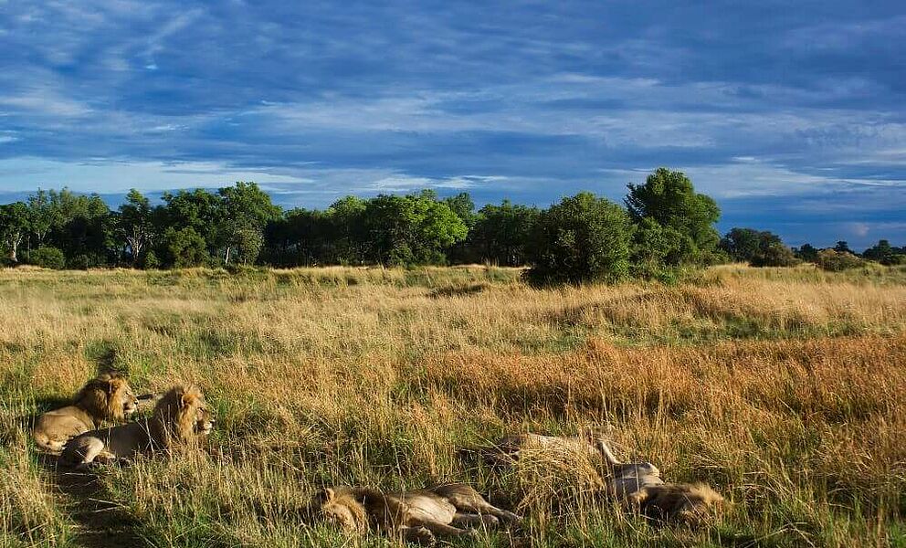 Löwenrudel im Okavango Delta