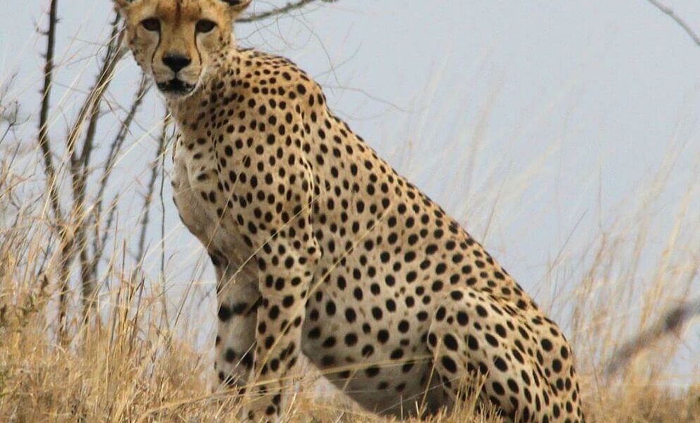 Gepard im Tsavos West Nationalpark