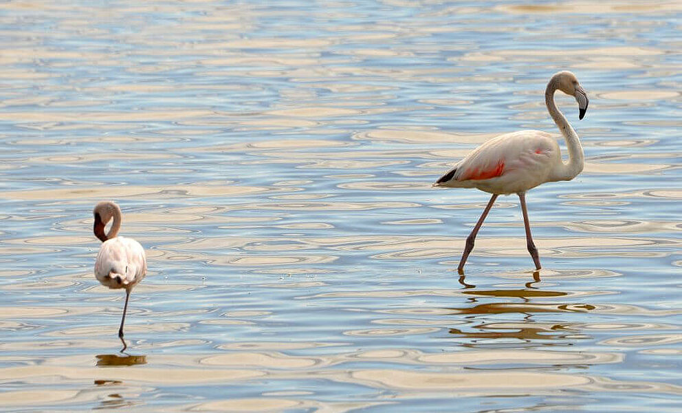 Pinke Flamingos im Manyara See