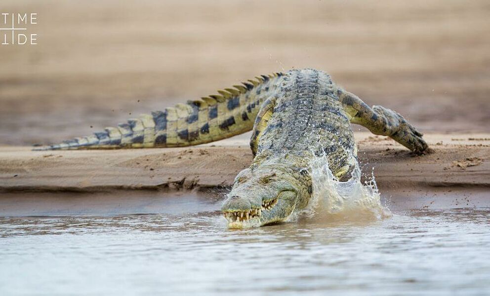 Krokodile am Ufer des Luangwa Flusses