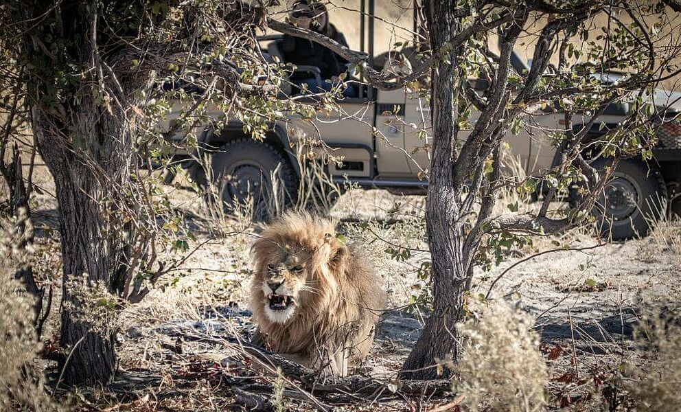 Mit etwas Glück Löwensichtung auf der Safari