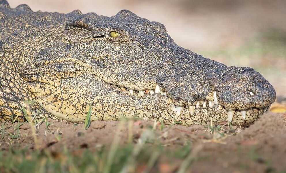 Krokodil am Chobe Fluss in Botswana