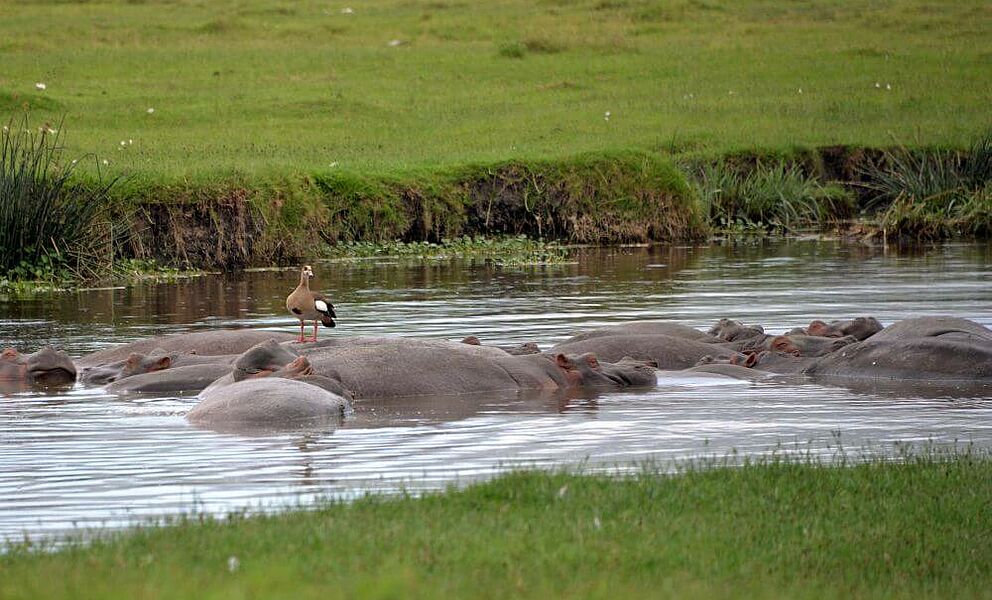 Nilpferde im Ngorongoro Krater