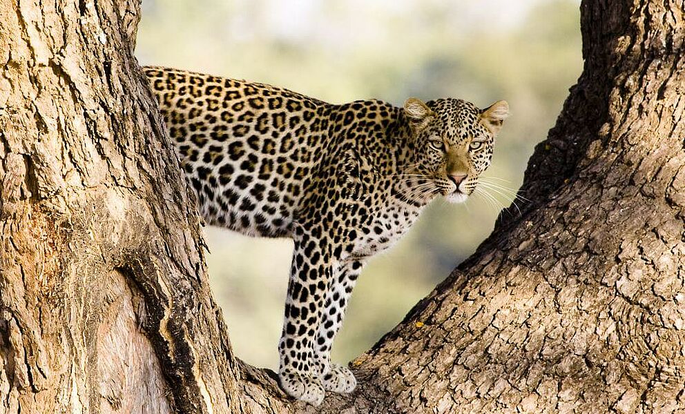 Tolle Fotosafaris mit Leopard im Baum