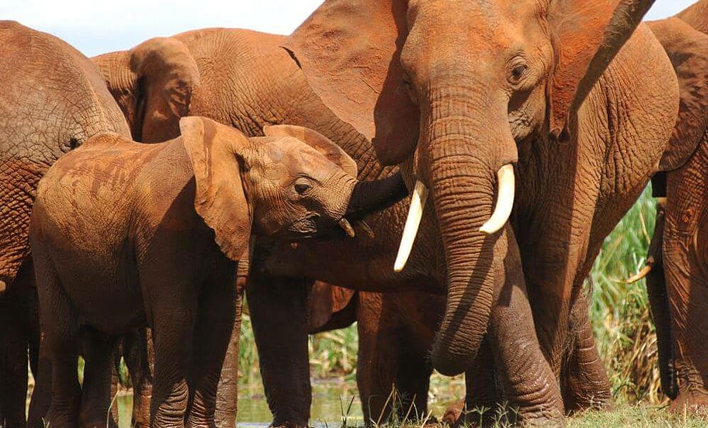 Typisch "rote" Elefanten im Tsavos West Nationalpark