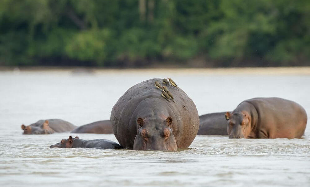 Nilpferde im Rufiji Fluss im Selous Game Reserve