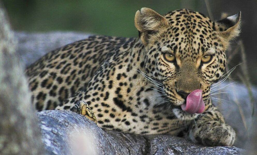 Junger Leopard im Okavango Delta