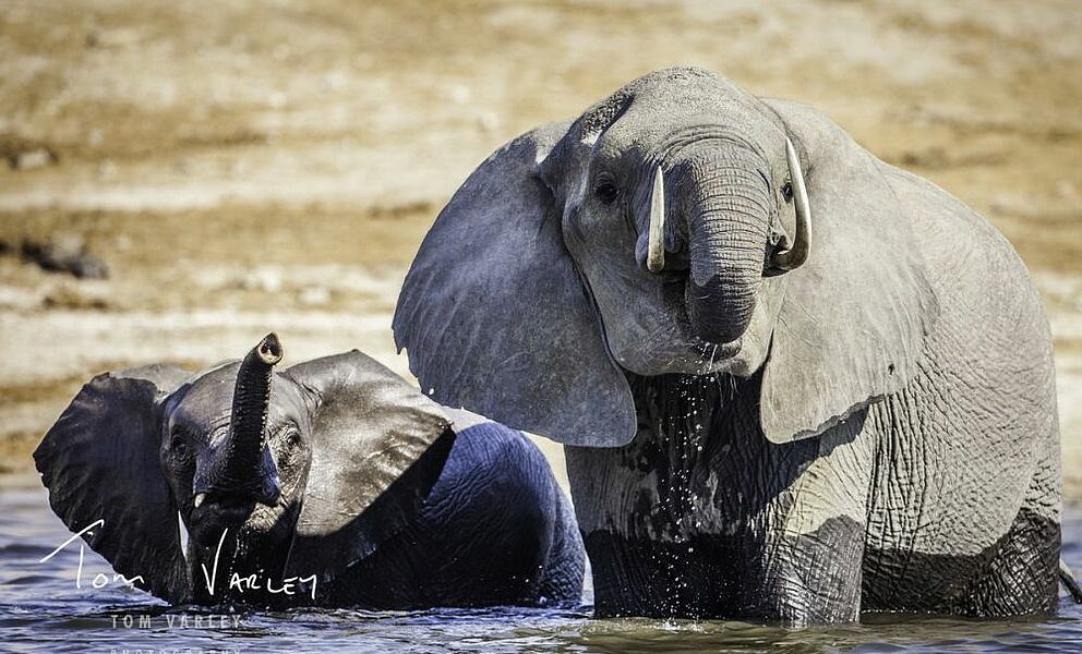 Elefanten badend im Chobe Fluss 
