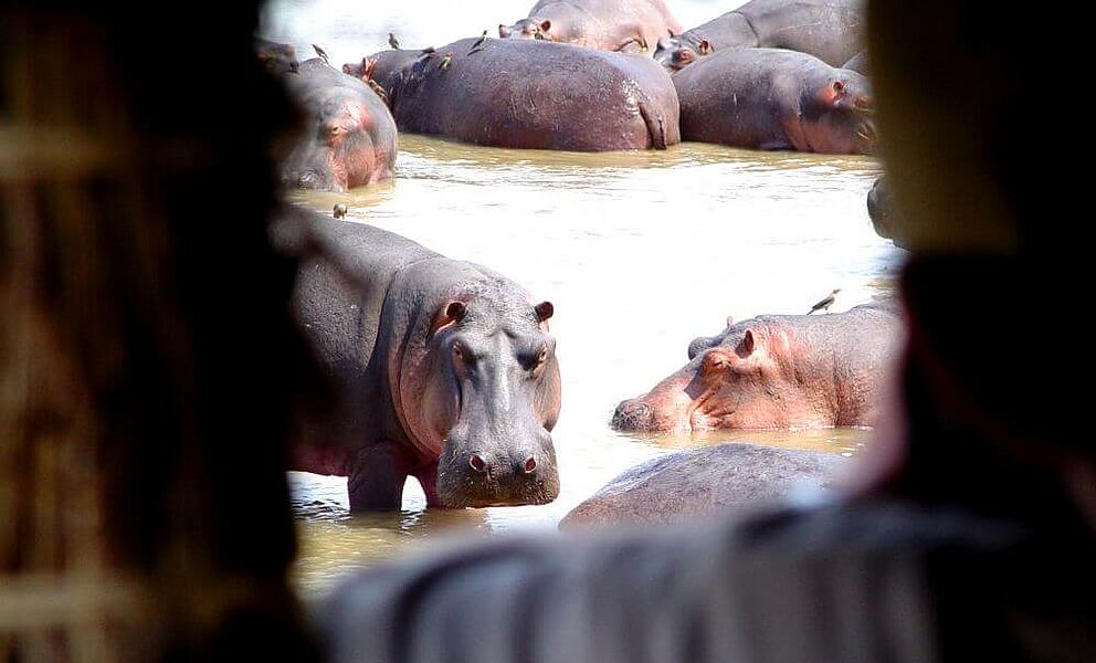 Hippo Hide am Fluss