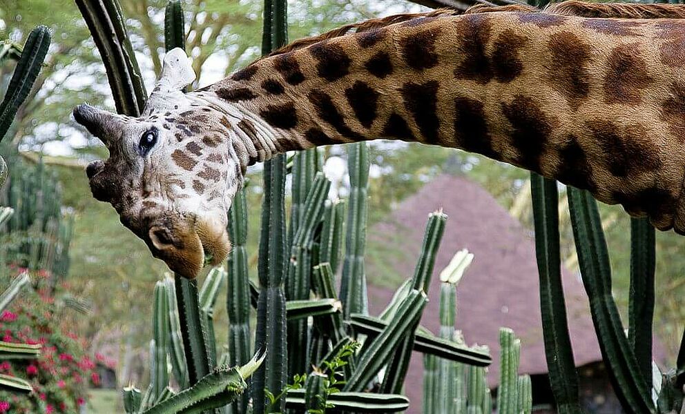 Sehr neugierige Giraffe ;-)