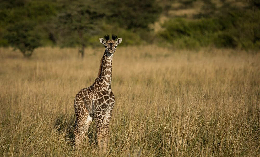 Giraffenbaby - total süßes Gesicht!