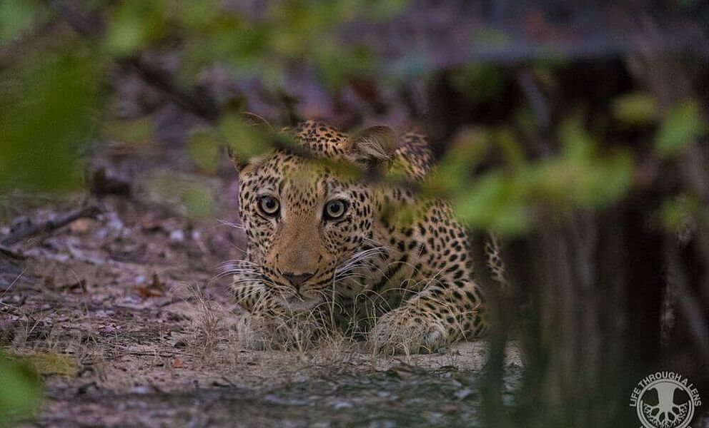 Junger neugieriger Leopard 
