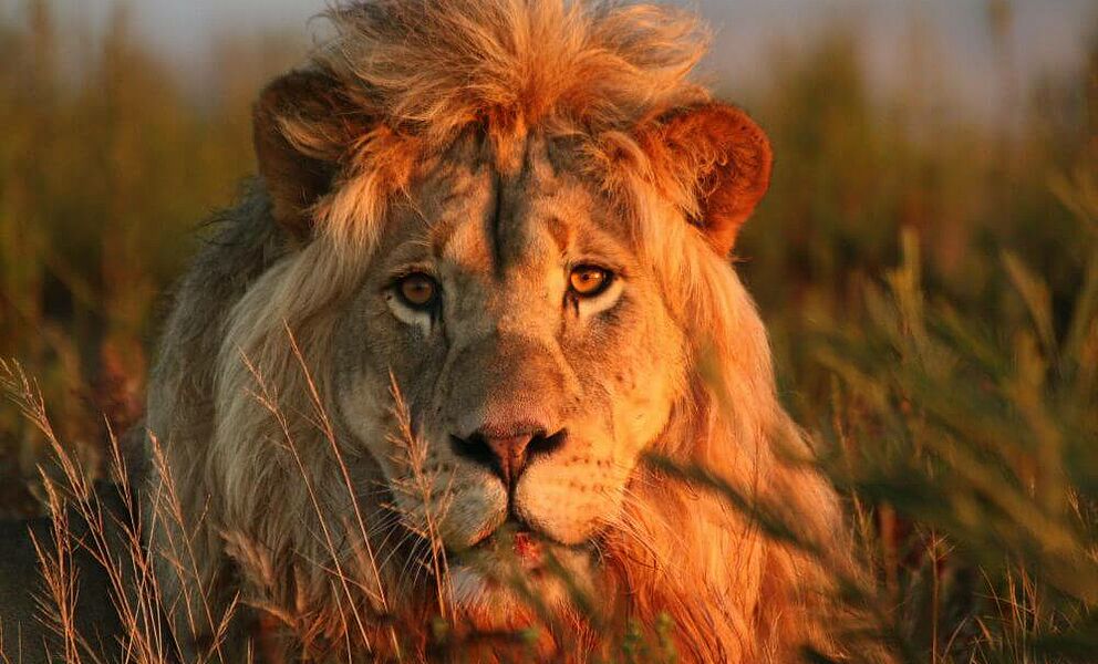 Auf Safari um erfolgreich Löwen aufzuspüren