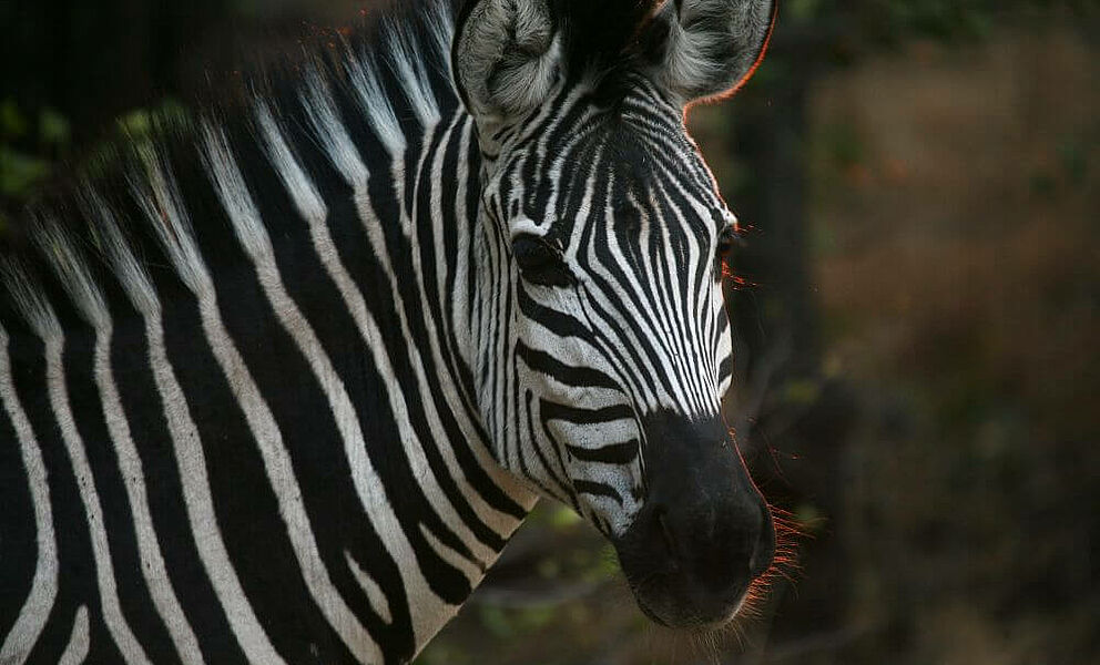 Zebra im Okavango Delta