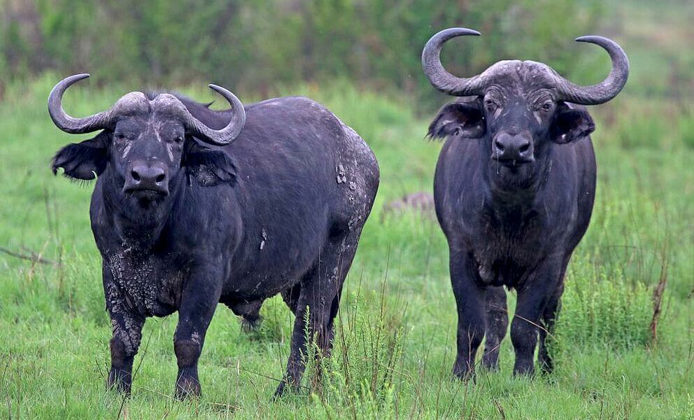 Büffel im Murchison Falls National Park, die größte geschützte Einzelfläche Ugandas