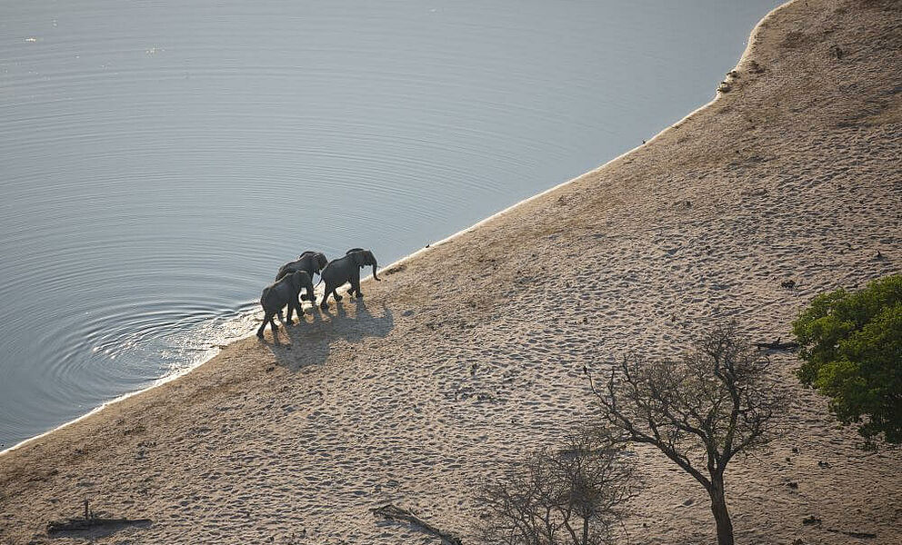 Elefanten am westlichen Ufer des Kwando Flusses