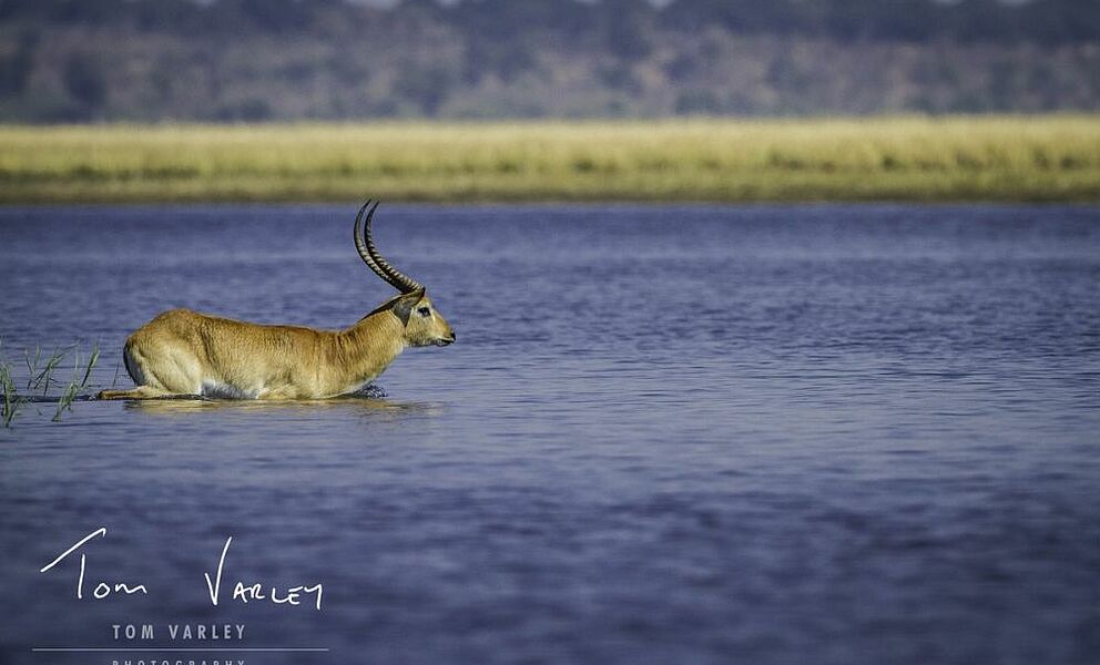 Lechwe im Chobe Fluss in Botswana
