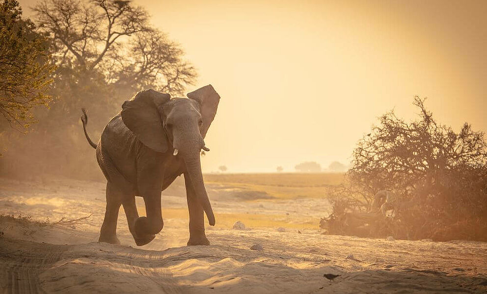 Elefant im Chobe National Park in Botswana