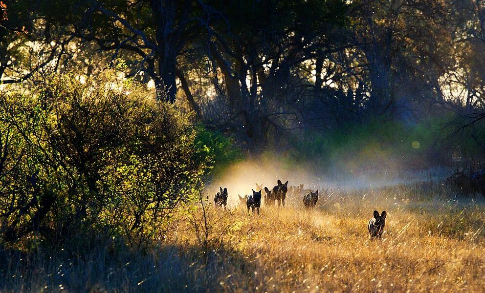 Wildhunde in der Kwara Konzession im Okavango Delta in Botswana