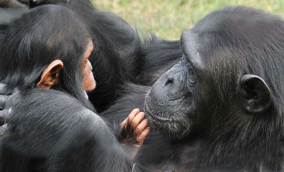 Forschungsstation von Jane Goodall für Schimpansen